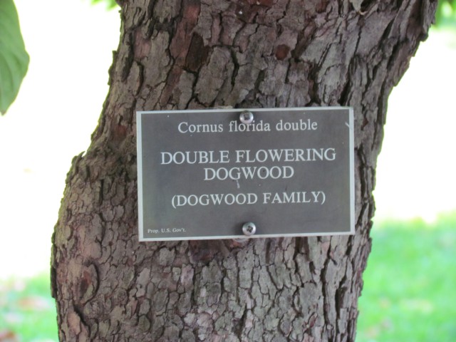 Cornus florida CornusFloridaDoubleCapitolHillSign.JPG