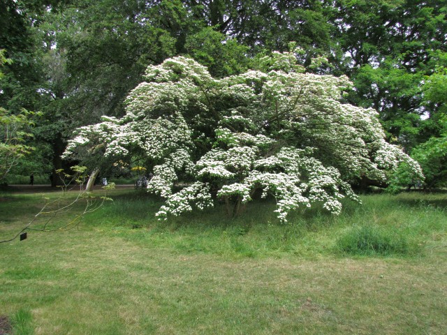 Cornus kousa CornusKousaChinensisKewFull2.JPG