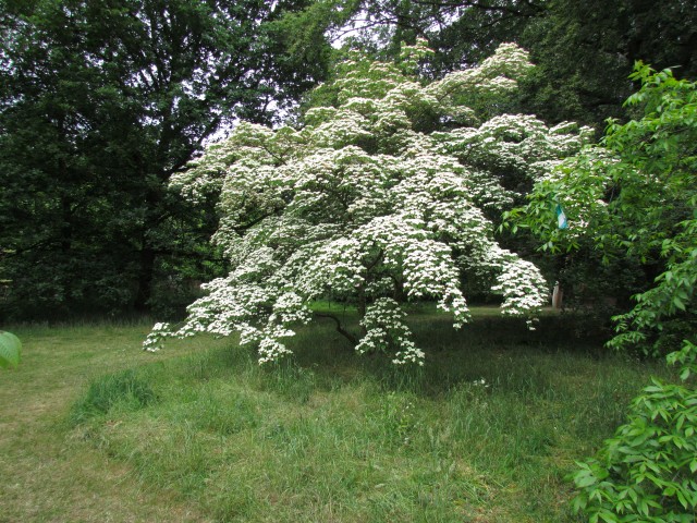 Cornus kousa CornusKousaChinensisKewFull3.JPG