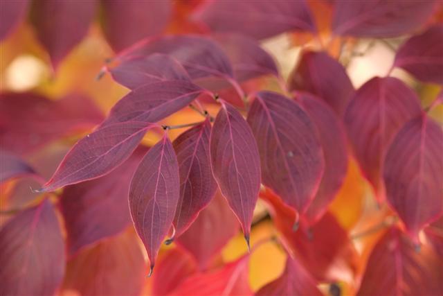 Picture of Cornus kousa  Kousa Dogwood