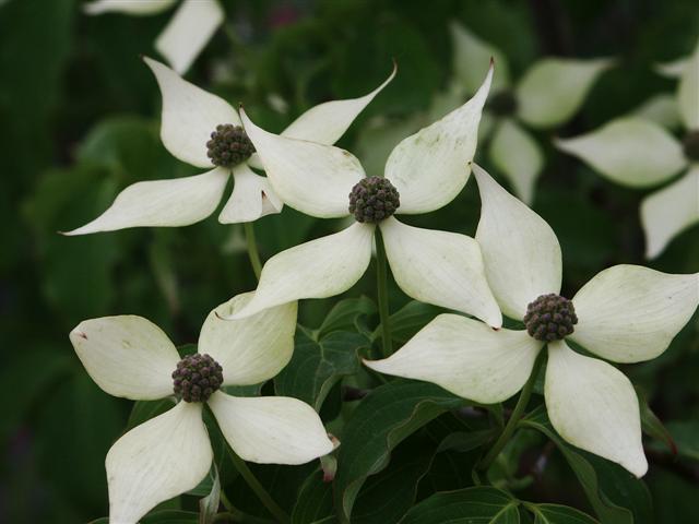 Picture of Cornus kousa  Kousa Dogwood