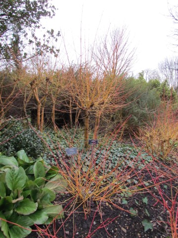 Cornus sanguinea CornusSanguineaMidwenterFireDetail.JPG