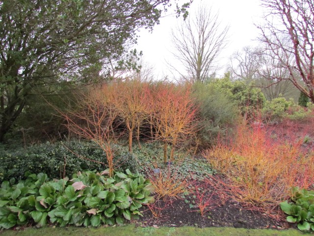 Cornus sanguinea CornusSanguineaMidwinterFirePlanting.JPG