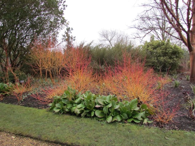 Cornus sanguinea CornusSanguineaMidwinterFirePlanting2.JPG