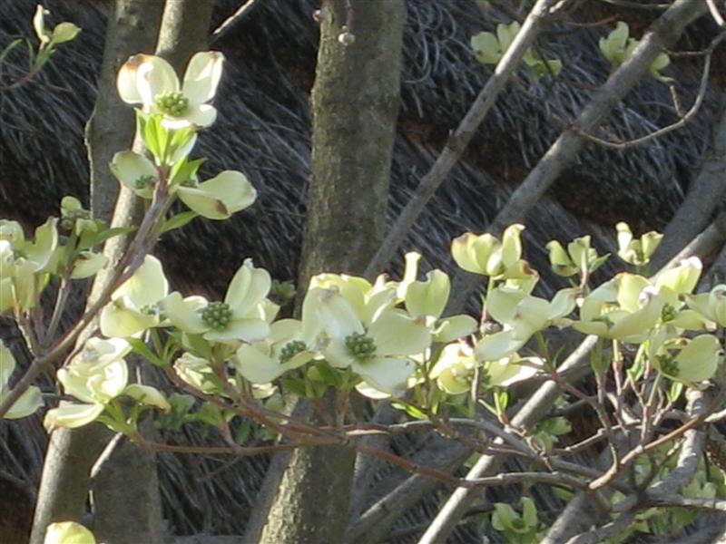 Cornus florida Cornus_florida_Cherokee_Princess_30.JPG