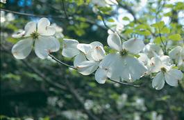 Picture of Cornus%20florida%20'Cherokee%20Princess'%20Cherokee%20Princess%20Flowering%20Dogwood