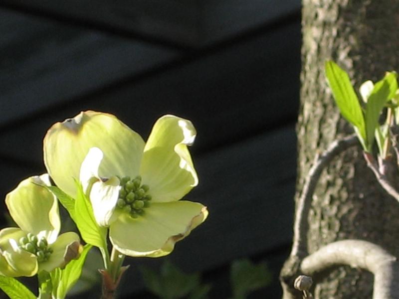 Cornus florida Cornus_florida_Cherokee_princess_34.JPG