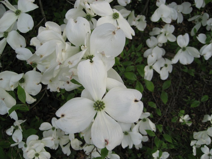 Cornus florida Cornus_florida_Springtime_flower.JPG