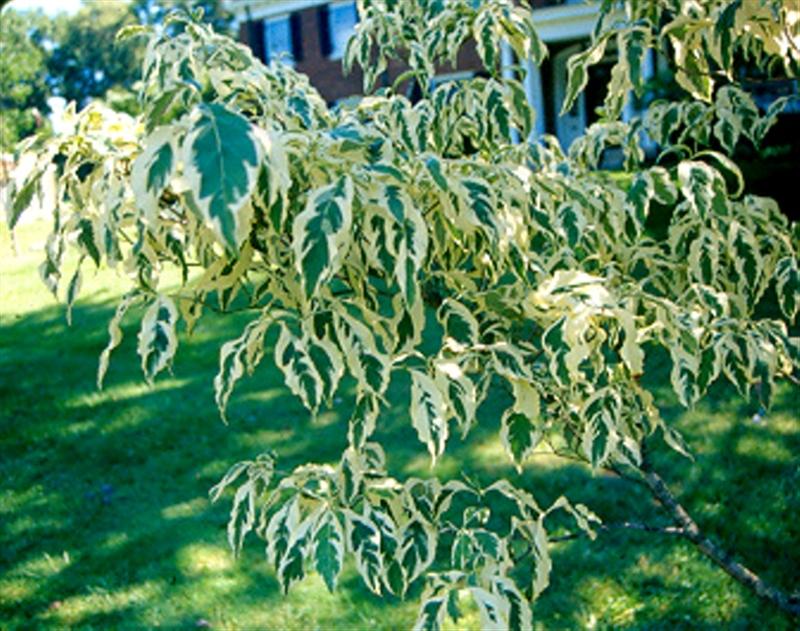 Cornus kousa Cornus_kousa_Wolf_Eyes_foliage_2_(Medium).jpg