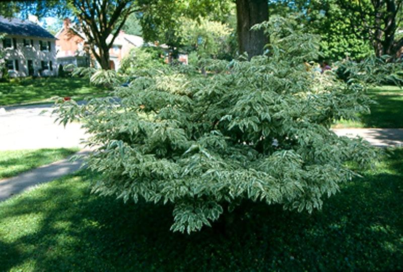 Cornus kousa Cornus_kousa_Wolf_Eyes_louisville_(Medium).jpg