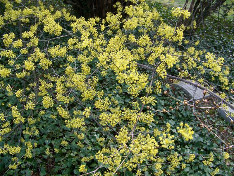 Picture of Cornus mas  Cornelian cherry dogwood