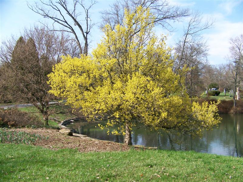 Cornus mas Cornus_mas_treeformspringgrove.jpg