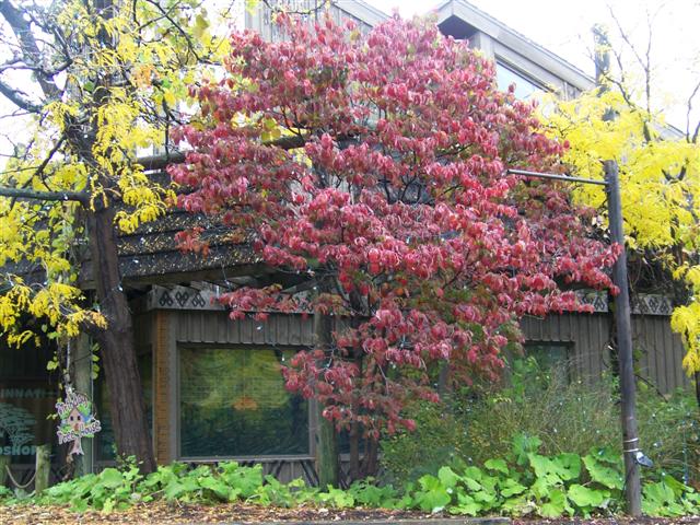 Picture of Cornus florida 'Cherokee Princess' Cherokee Princess Flowering Dogwood