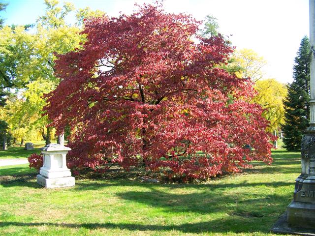 Picture of Cornus florida 'Grovflor' Spring Grove Spring Grove Flowering Dogwood