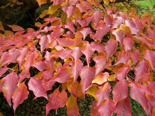 Picture of Cornus kousa  Kousa Dogwood