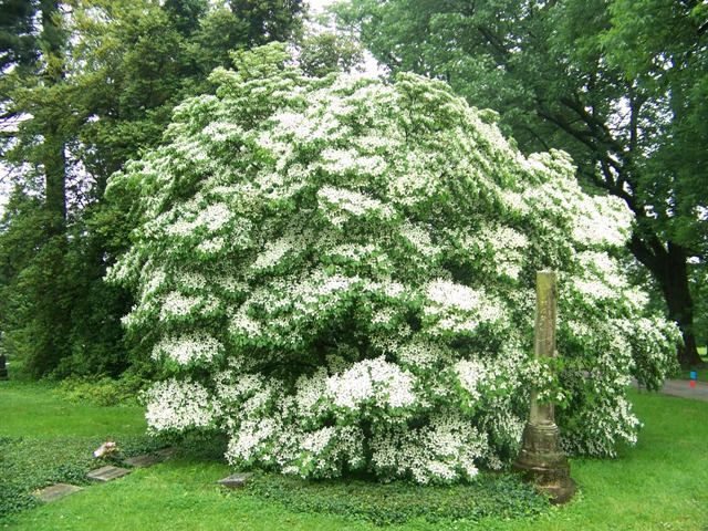 Picture of Cornus kousa 'Milky Way' Milky Way Kousa Dogwood