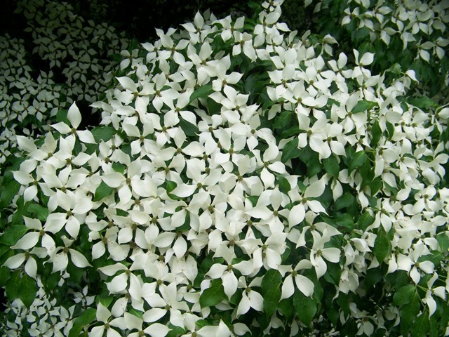 Picture of Cornus kousa 'Milky Way' Milky Way Kousa Dogwood