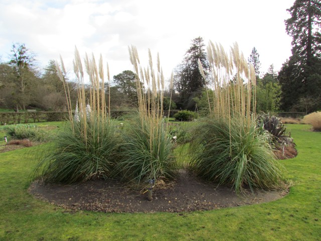 Cortaderia selloana CortaderiaSelloanaPampasGrass.JPG