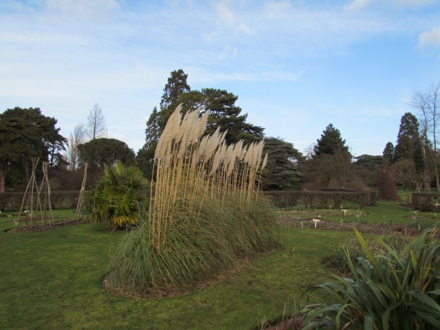 Cortaderia selloana CortaderiaSelloanaPampasGrass2.JPG