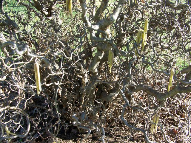 Picture of Corylus avellana 'Contorta' Contorted Filbert