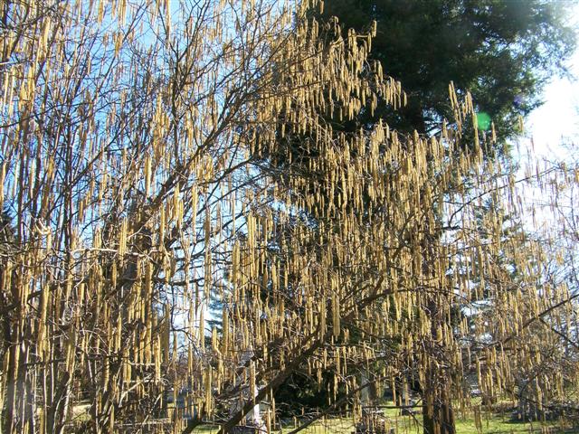 Picture of Corylus americana  American Filbert