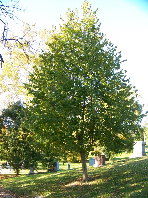 Corylus colurna Corylus.colurna.14sg.JPG