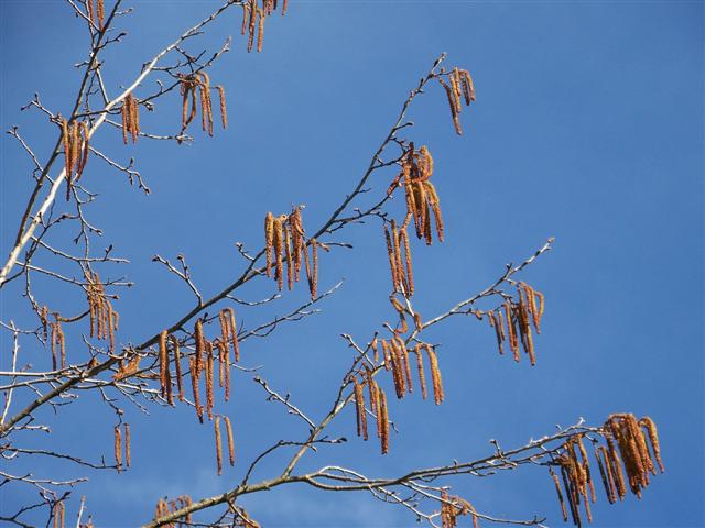 Picture of Corylus colurna  Turkish Filbert