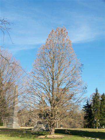 Picture of Corylus colurna  Turkish Filbert