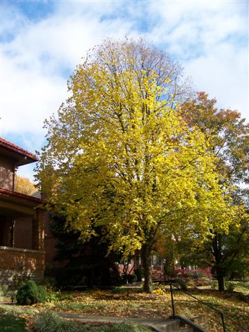 Picture of Corylus colurna  Turkish Filbert