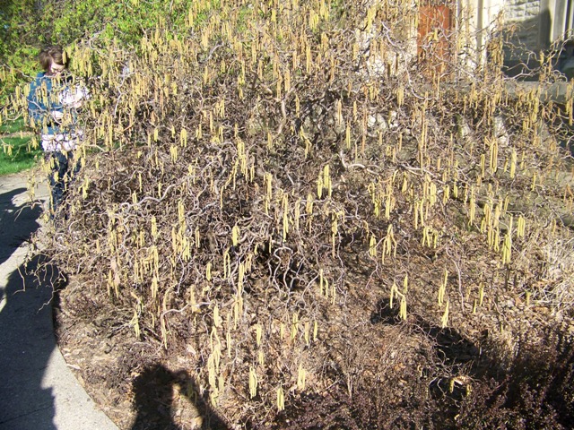 Picture of Corylus avellana 'Contorta' Contorted Filbert