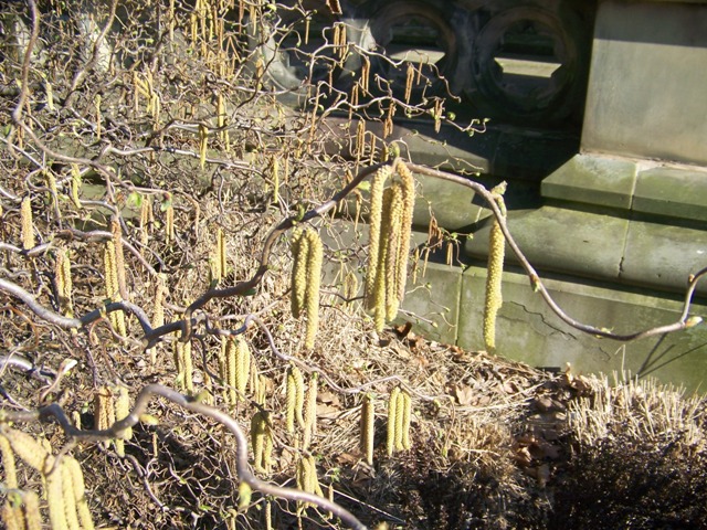 Picture of Corylus%20avellana%20'Contorta'%20Contorted%20Filbert