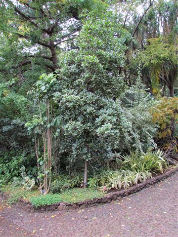 Corynocarpus laevigatus CorynocarpusLaevigataFull5.JPG