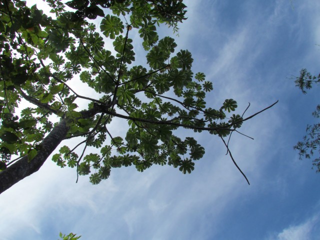 Cecropia obtusifolia CostaRicaCecropiaGuarmoLeavesAir.JPG