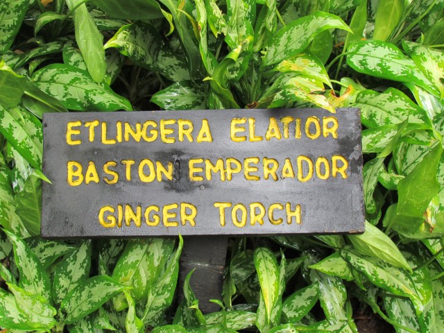 Etlingera elatior CostaRicaEtlingeraEliatorSign.JPG