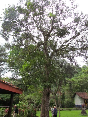 Mangifera indica CostaRicaMagnificaIndica2.JPG