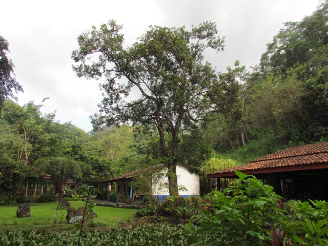 Mangifera indica CostaRicaMagnificaIndica4.JPG