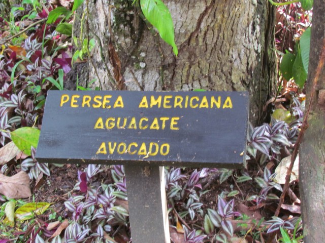 Persea americana CostaRicaPerseaAmericanaSign.JPG