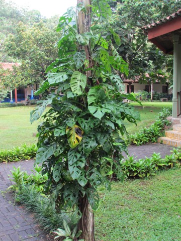 Monstera deliciosa CostaRicaPhilodendron5.JPG