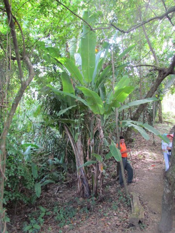 Musa  paradisiaca CostaRicaPlantain1.JPG