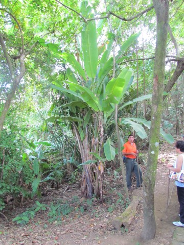 Musa  paradisiaca CostaRicaPlantain2.JPG