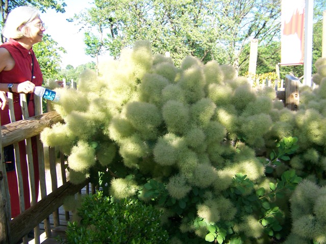 Picture of Cotinus coggygria 'Daydream' Daydream Smokebush