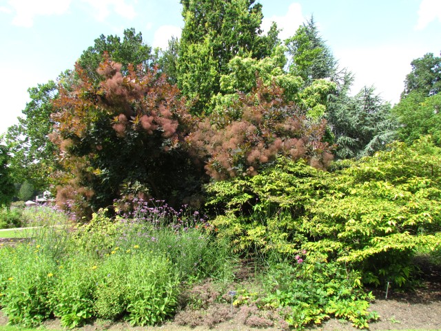 Cotinus dummeri CotinusDummeriClone1CUBG1.JPG