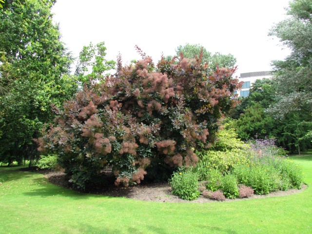 Cotinus dummeri CotinusDummeriClone1CUBG2.JPG