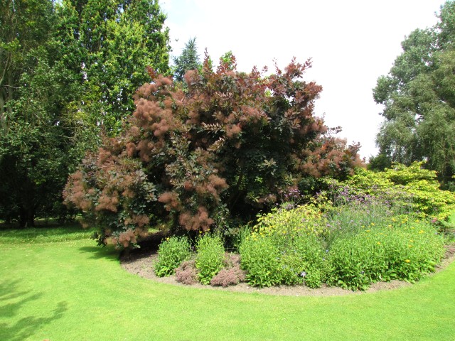 Cotinus dummeri CotinusDummeriClone1CUBG3.JPG