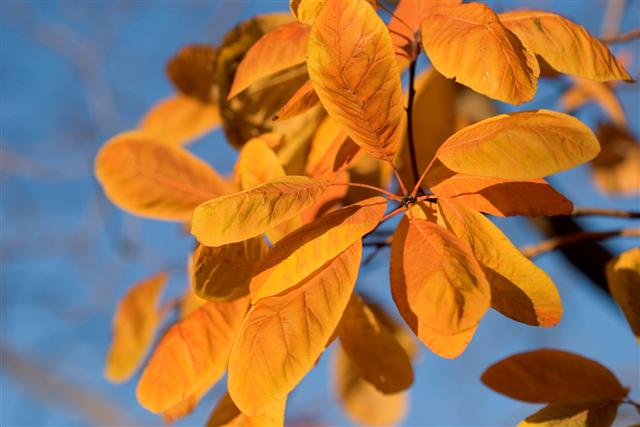 Picture of Cotinus%20obovatus%20%20American%20Smoketree