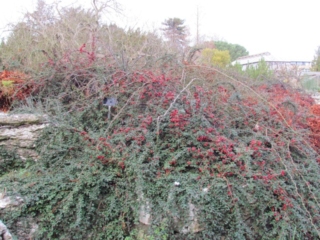 Cotoneaster congestus CotoneasterCongestusFull.JPG