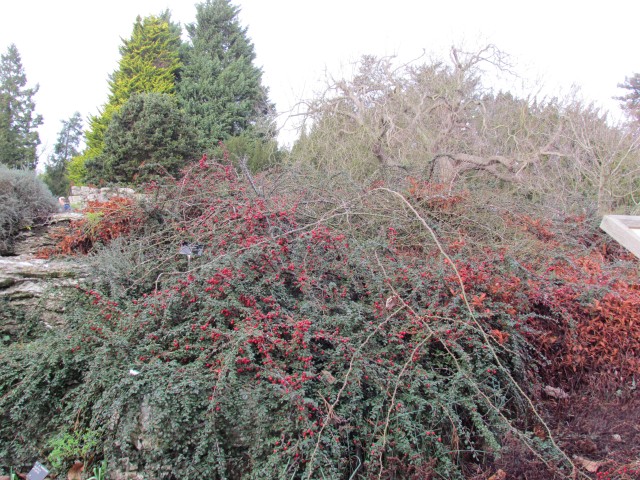 Cotoneaster congestus CotoneasterCongestusFull2.JPG