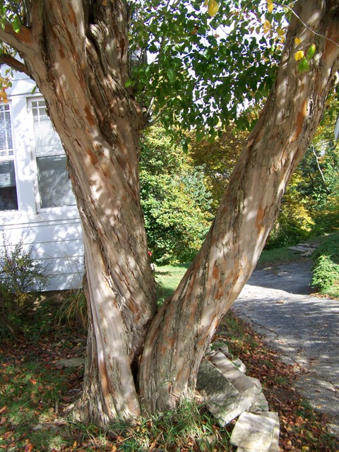 Crataegus viridis Crataegus.WKtrunck.JPG