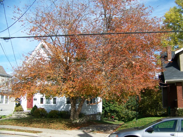 Crataegus viridis Crataegus.WinterKing.JPG