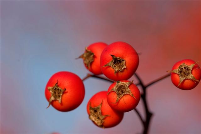 Picture of Crataegus viridis 'Winter King' Winter King Hawthorn